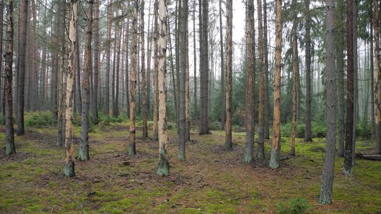 Leśnicy zainwentaryzowali posusz