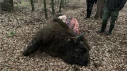 Leśniczy ustrzelił żubra i wyciął kawałki mięsa? Pomyliłem żubra z dzikiem – tłumaczył się kłusownik