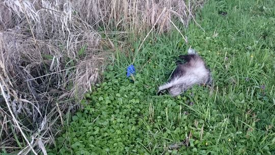 Leży martwy przy granicy