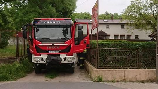 Likwidowali gniazdo szerszeni