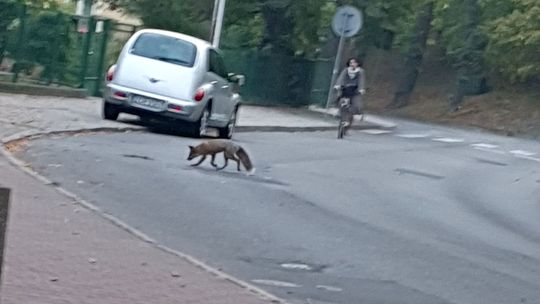 Lis chodzi po Gryfinie jakby nigdy nic