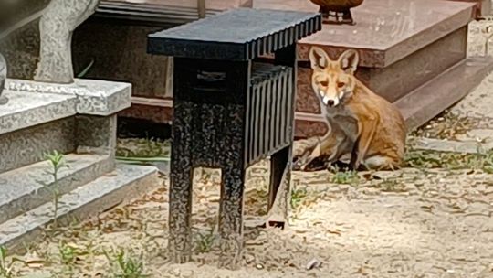 Lis grasuje po cmentarzu. Gdzie kopie nory?