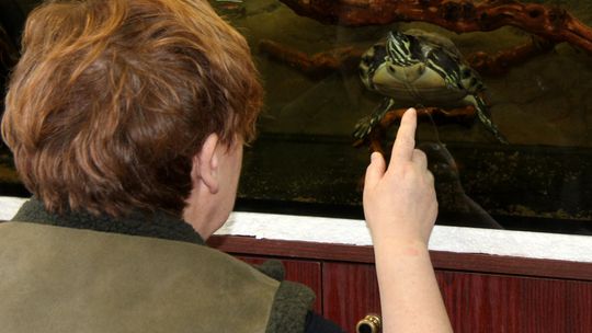 List od żółwia Bibliusia