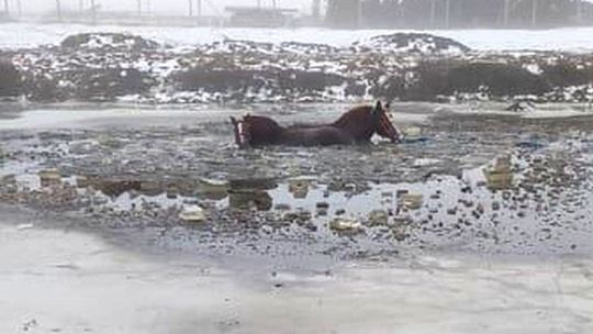 Lód załamał się pod końmi. Strażacy ruszyli na ratunek zwierzętom