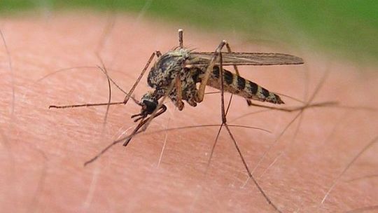 Lokalizacja Gryfina i pogoda sprzyjają inwazji komarów – tłumaczy urzędniczka