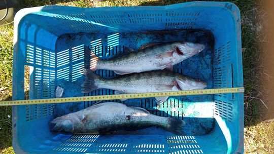 Łowili ryby w okresie ochronnym. Zostali ukarani