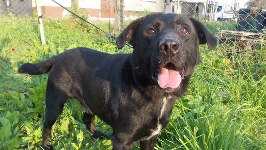 Lulek ma szansę na nowe życie. Prosimy o pomoc