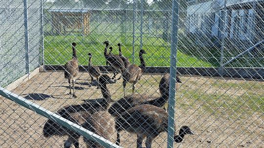 Mają własną zwierzętarnię. Poprowadzą zajęcia z udziałem owiec, kóz, emu, kur, perlic, pawi, gołębi oraz pszczół 