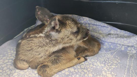 Małe sarenki stały się ofiarami wypalania traw