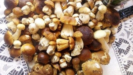 Mamy wysyp grzybów w lasach