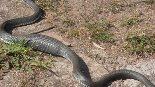Mamy żmiję! Ratujcie!