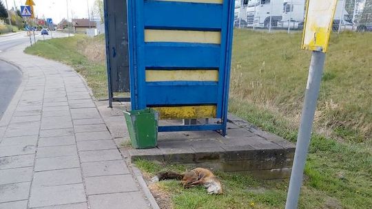 Martwy lis leży na przystanku