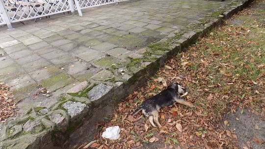 Martwy pies leżał przez kilka godzin pod drzewem w centrum miasta