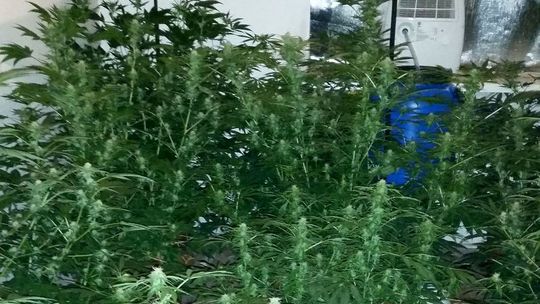 Marychę pielęgnował w pokoju na Górnym Tarasie