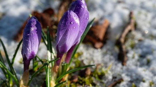 Pogodowa huśtawka: Marzec uderzy rekordowym ciepłem i nocnym mrozem Pogodowa huśtawka: Marzec uderzy rekordowym ciepłem i nocnym mrozem