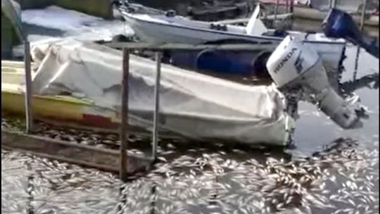 Masowe śnięcie ryb. Burmistrz reaguje po artykule na igryfino