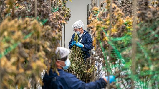 Medyczna marihuana: Prawo vs. rzeczywistość. Rynek kwitnie mimo surowych kontroli i kar