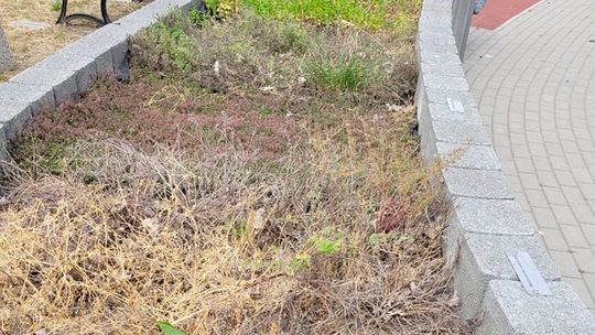 Miał służyć dzieciom. O ogrodzie sensorycznym zapomniały władze miasta [list czytelniczki]