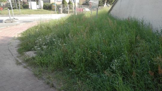 Miasto jest brudne i zaniedbane! – alarmuje czytelnik