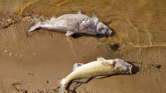 Mieszkańcy znajdują śnięte ryby. Służby twierdzą, że sytuacja jest monitorowana