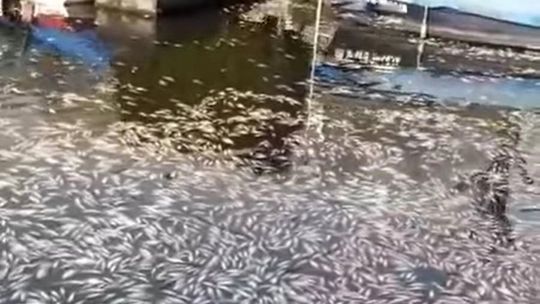 Mnóstwo śniętych ryb na przystani w Gryfinie [ZDJĘCIA]