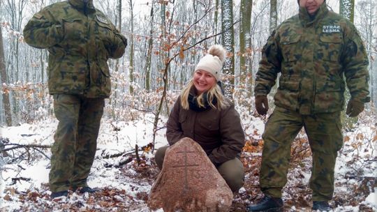 Morowiec w Nadleśnictwie Gryfino