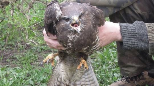 Motocyklista uderzył w… polującego myszołowa