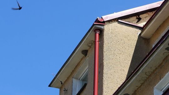 Musi zginąć, bo nie ma takiej drabiny?