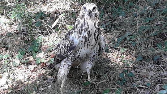 Myszołów powrócił na wolność