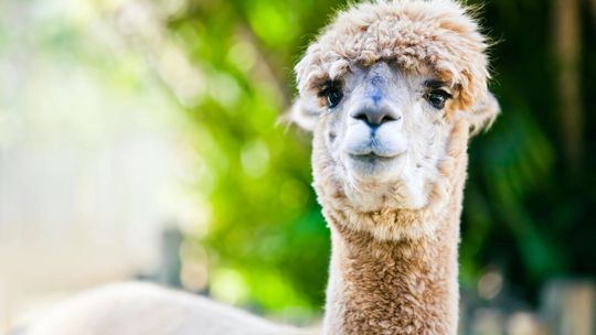 Na czym polega alpakoterapia i jakie są jej korzyści?