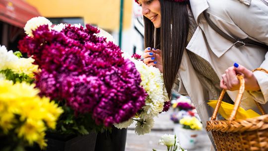 Gwałtownie ruszyła sprzedaż chryzantem. Ile zapłacimy za kwiaty w 2023 r.?