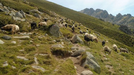 Na finiszu – korsykańska wyprawa Kamila Krasickiego