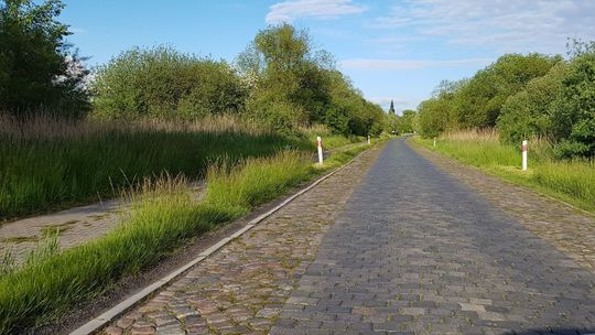 Na Międzyodrzu puszcza. Zwierzęta wyskakują pod koła - skarży się kierowca z Gryfina