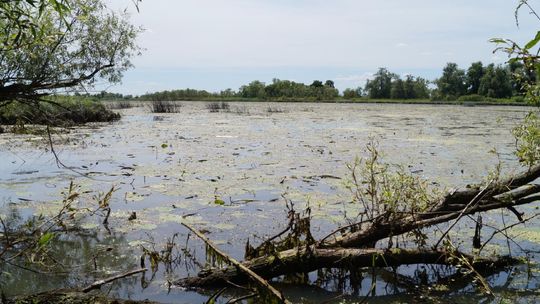 Na ratunek pięknej i unikalnej przyrody Doliny Dolnej Odry
