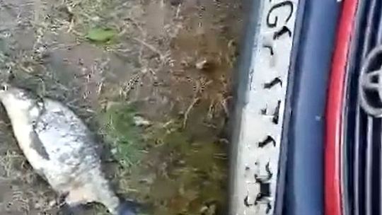 Na samochód spadła... latająca ryba [WIDEO]