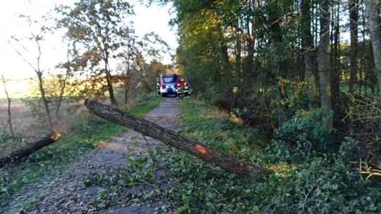 Na ścieżkę rowerową spadł wielki konar drzewa