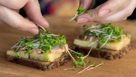 Na wiosenną kanapkę i do sałatki: kiełki z własnej hodowli