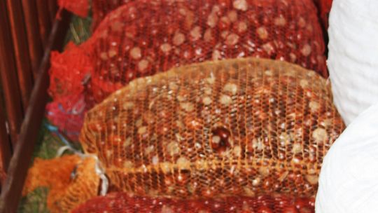 Na zielone dywany lecą z wysoka kasztany