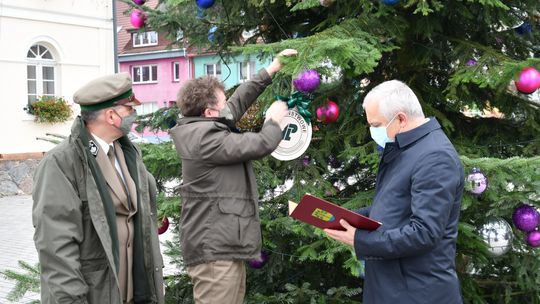 Nadleśnictwo przekazało miastu drzewka na choinki 