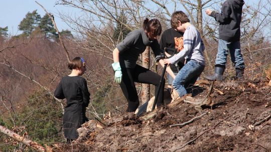 Nadleśnictwo zaprasza do sadzenia drzew... owocowych
