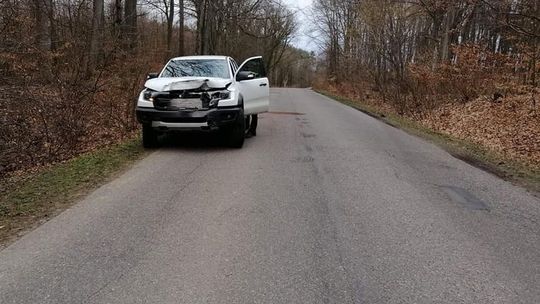 Nagle jeleń pojawił się przed maską samochodu