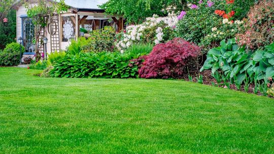 Najczęstsze błędy przy wapnowaniu trawnika – czego unikać?