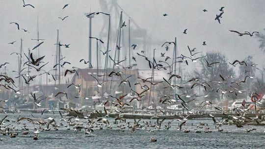 Samobójstwa i próby samobójcze - najnowsze dane. Kluczowe znaczenie w zapobieganiu