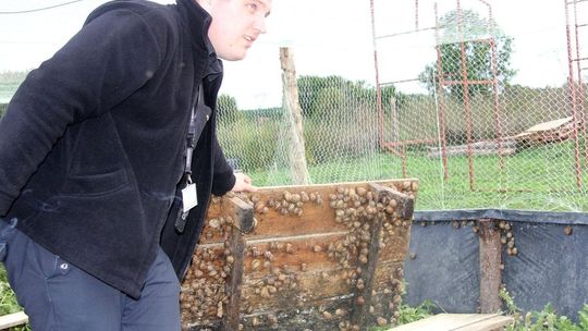 Namawia do hodowli ślimaka