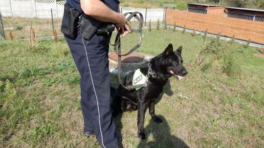 Napadli na niego w domu. Policja z psem szukała sprawców