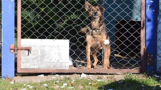 Napełnij miskę w kojcu