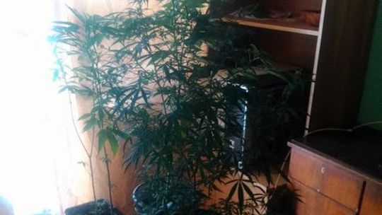 Narkotyki uprawiał w... mieszkaniu