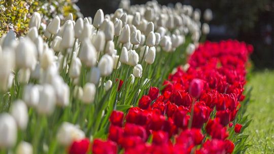 Narodowy Dzień Zwycięstwa. Flagi powiewają