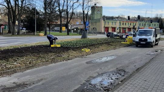 Nasadzili bratków Nasadzili bratków