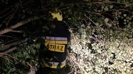 Nasi strażacy usuwali powalone drzewo z autostrady